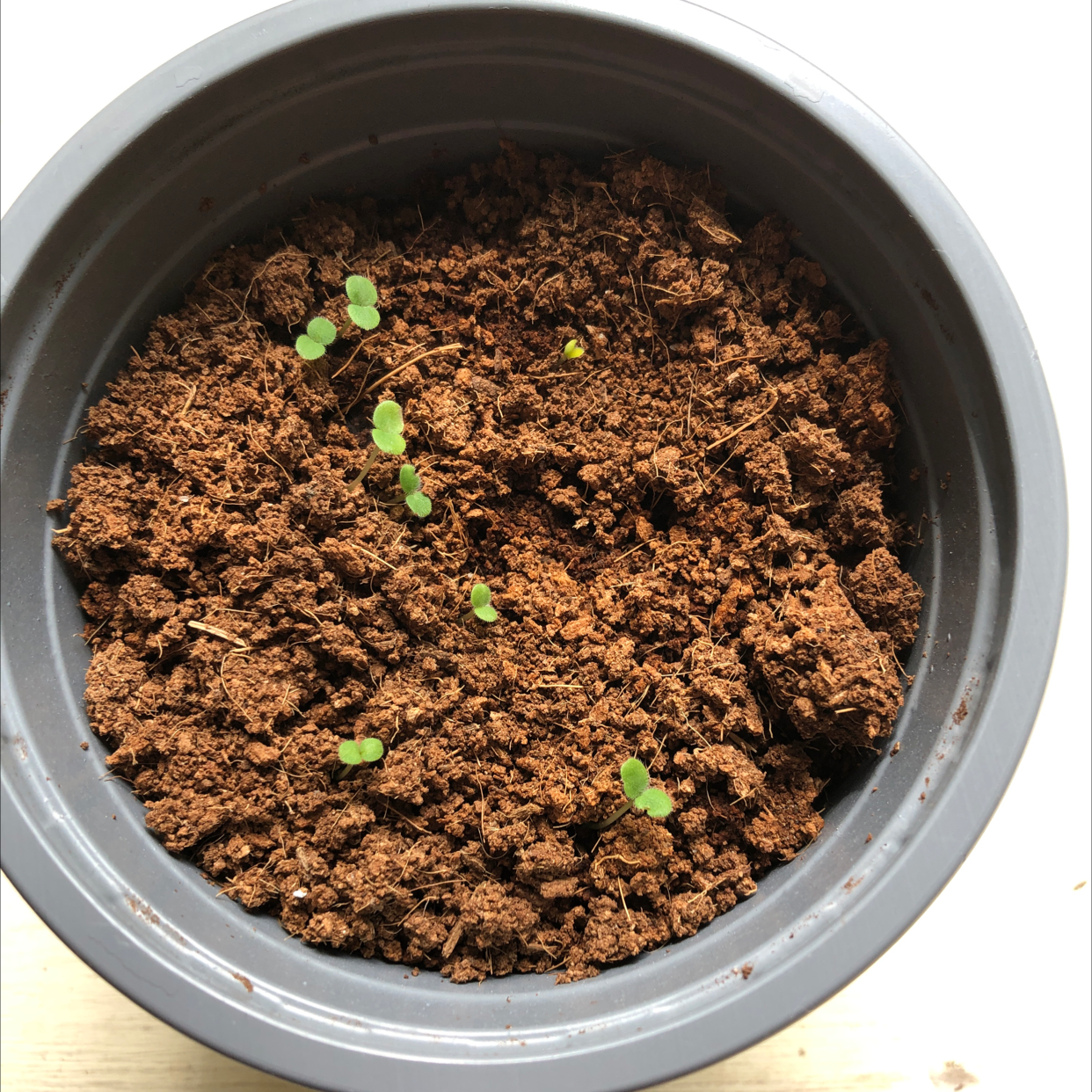Potted Garden Nasturtium seedlings emerging from soil.