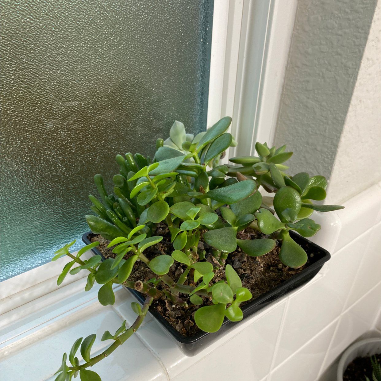Lucky Plant plant photo by @beccaleigh88 named Leaf Erickson on Greg, the plant care app.