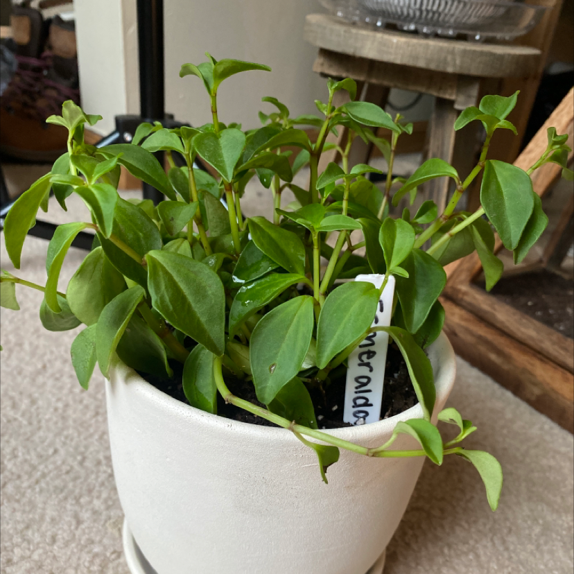 Peperomia 'Amigo Marcello' plant in a white pot with healthy green leaves.