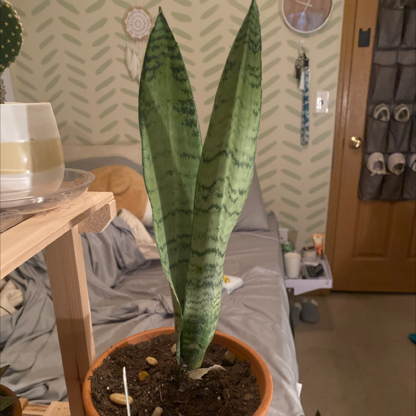 Photo of the plant species Sansevieria Silver Flame by @ashelai named Ziggy on Greg, the plant care app