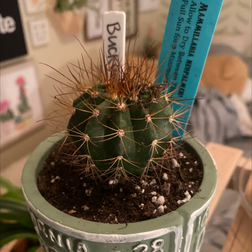 Photo of the plant species Mammillaria neopalmeri by @ashelai named Bucky on Greg, the plant care app