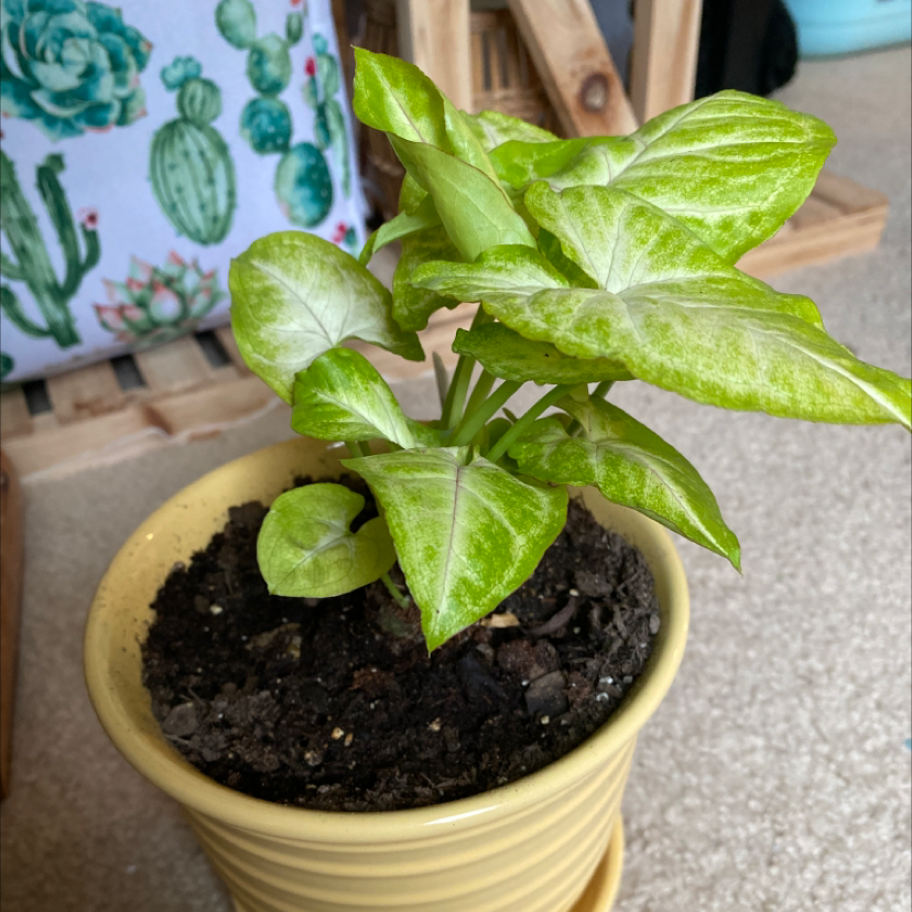 Syngonium 'Gold Allusion' plant in a yellow pot with visible soil.