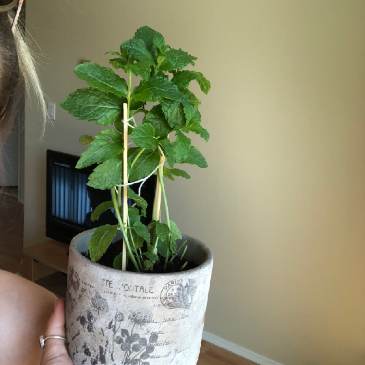 Potted Apple Mint plant with vibrant green leaves, held by a person.