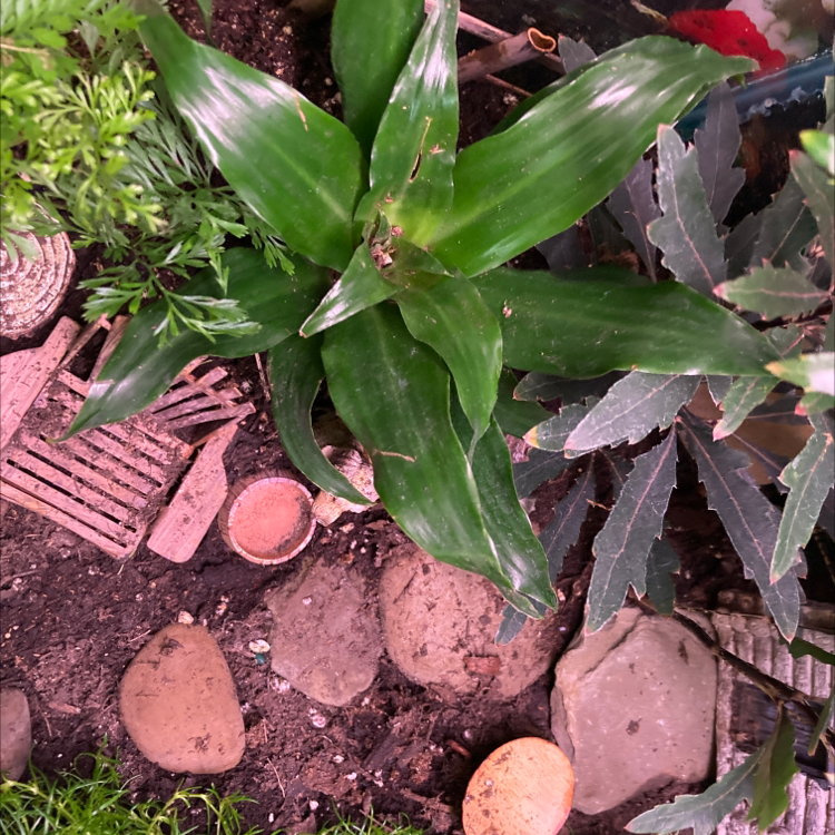 Basket Plant with green leaves, visible soil, and surrounding plants.
