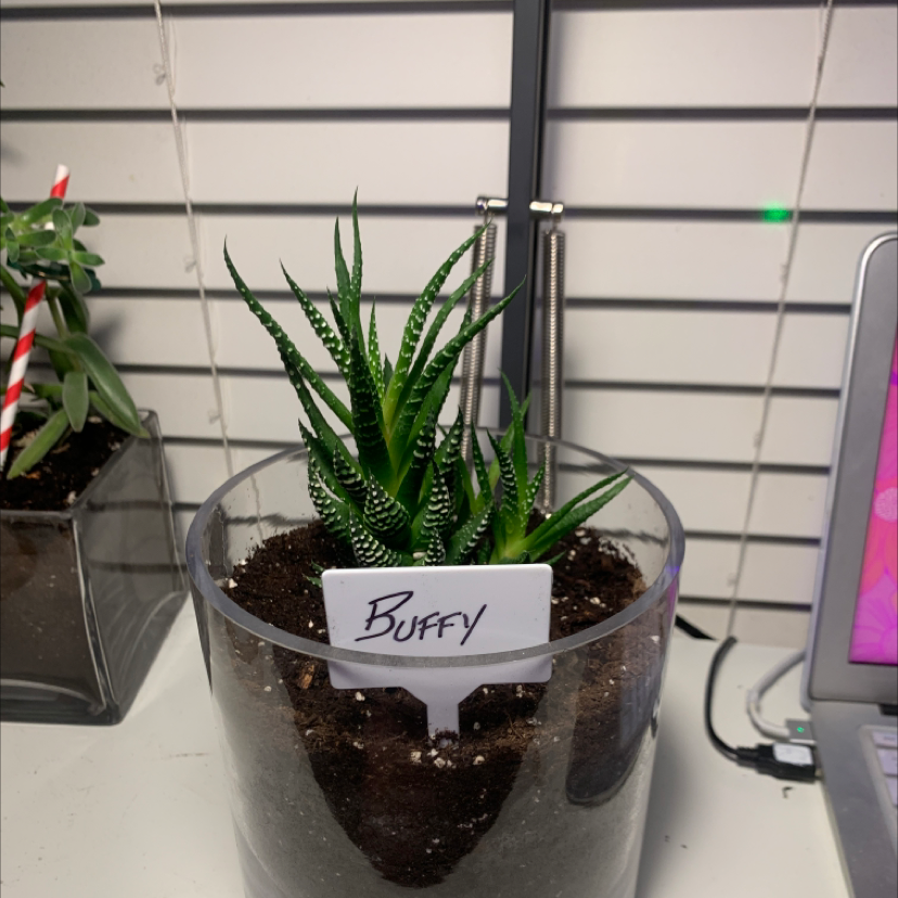 Zebra Plant plant photo by Marit named Buffy on Greg, the plant care app.