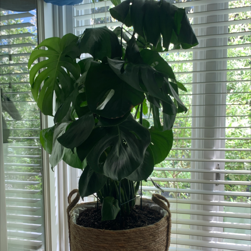 Monstera plant photo by Marit named President plant￼ on Greg, the plant care app.