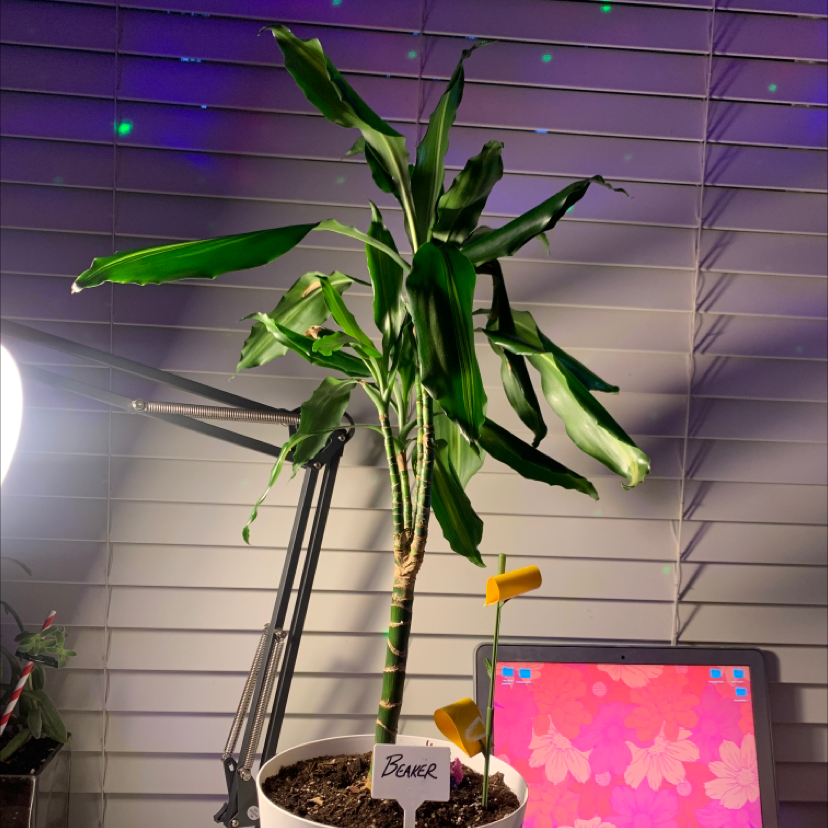 Cornstalk Dracaena plant photo by Marit named Beaker on Greg, the plant care app.