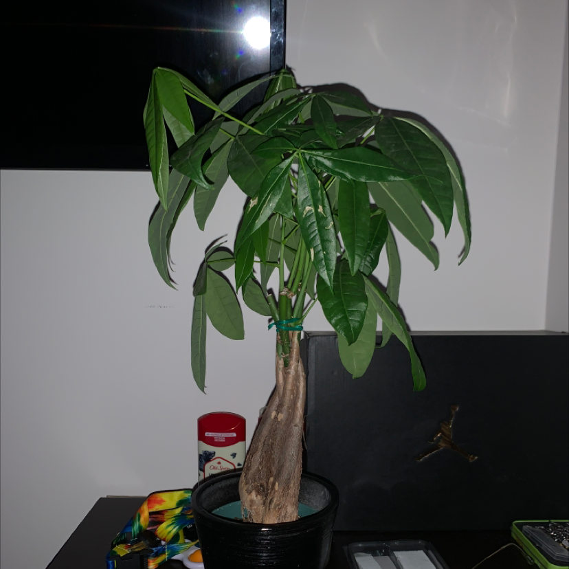 Money Tree plant photo by Marit named Warren Buffett￼ on Greg, the plant care app.