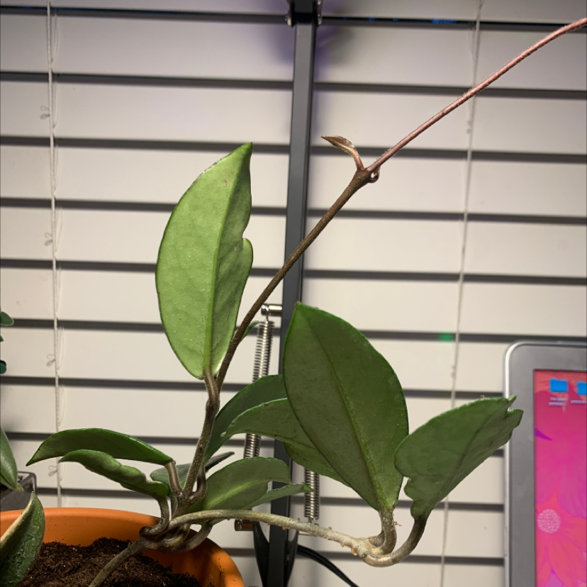 Photo of the plant species Hoya Carnosa Tricolor by Marit named Thing 2 on Greg, the plant care app