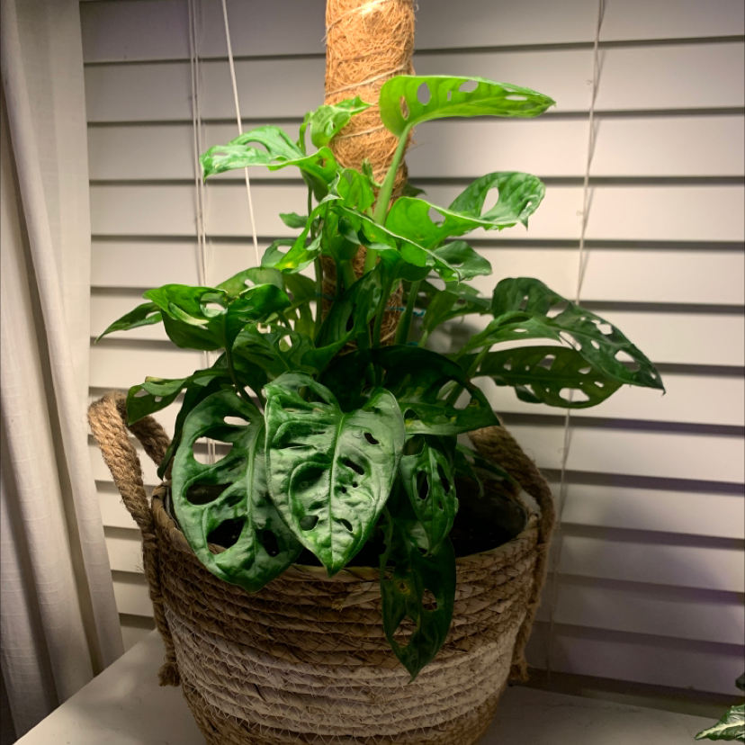 Window Leaf plant photo by Marit named Lactose on Greg, the plant care app.