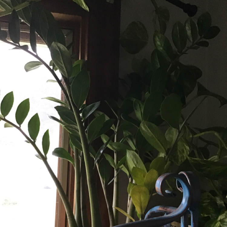Zamioculcas Zamiifolia plant photo by Genevieve named ZIPPER on Greg, the plant care app.