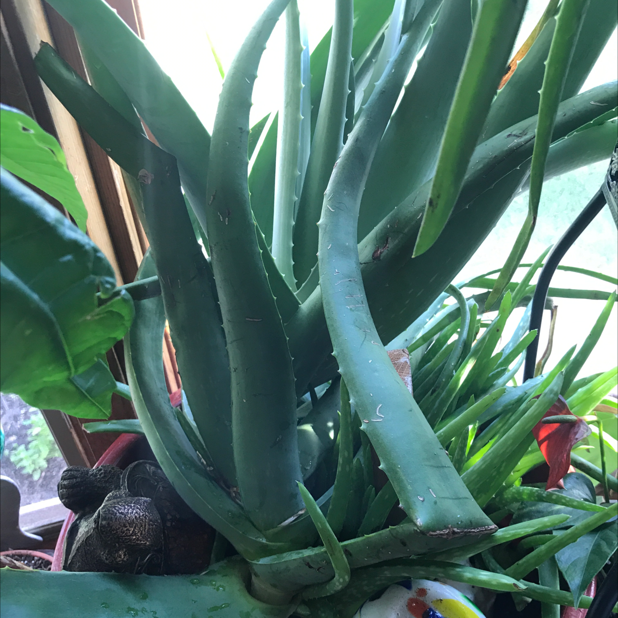 Aloe vera plant photo by Genevieve named Osmo on Greg, the plant care app.