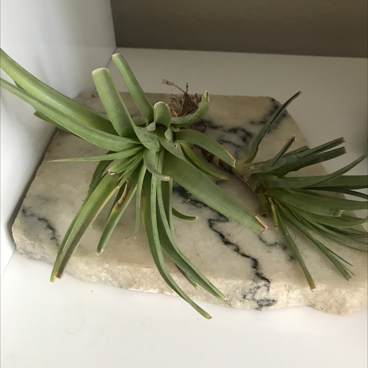 Fishbone Air Plant on a marble surface, healthy with green leaves.