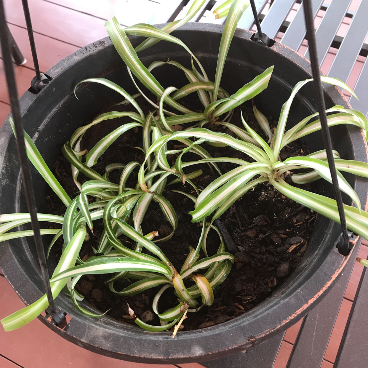 Photo of the plant species Variegated Spider Plant by @Shino named Spidey on Greg, the plant care app
