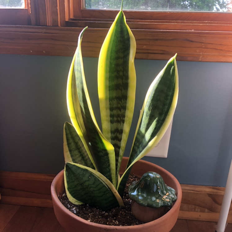 Snake Plant plant photo by Sara named Chester on Greg, the plant care app.