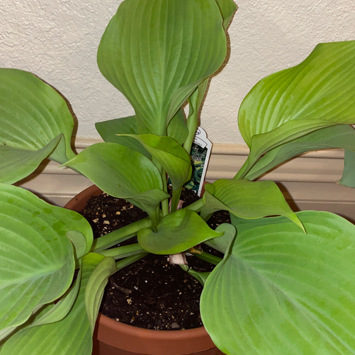 Potted Siebold's Plantain Lily with broad green leaves and visible soil.