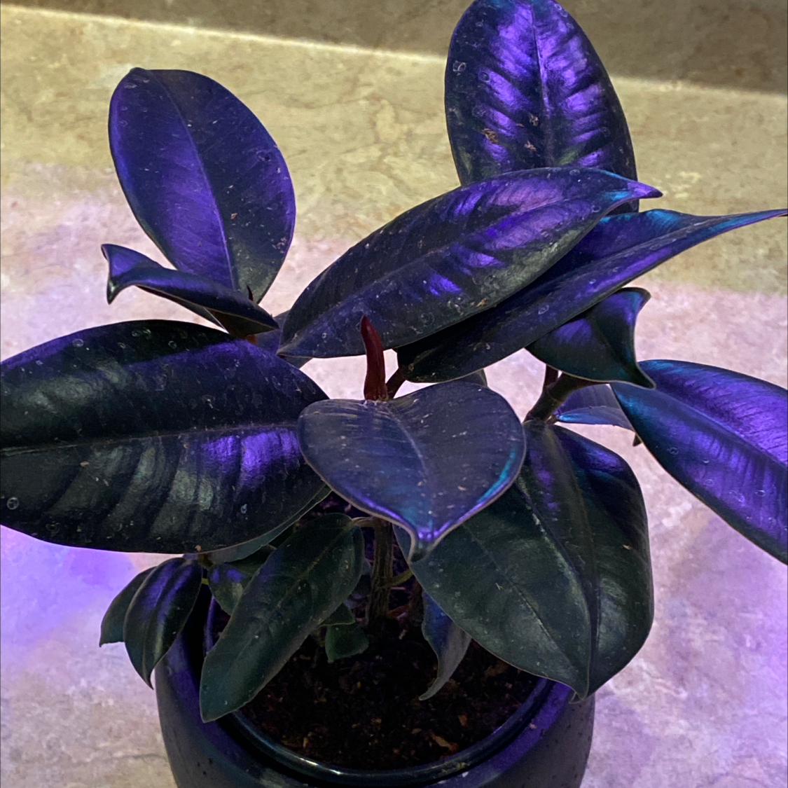 Burgundy Rubber Tree with dark, glossy leaves in a pot. Soil is visible.