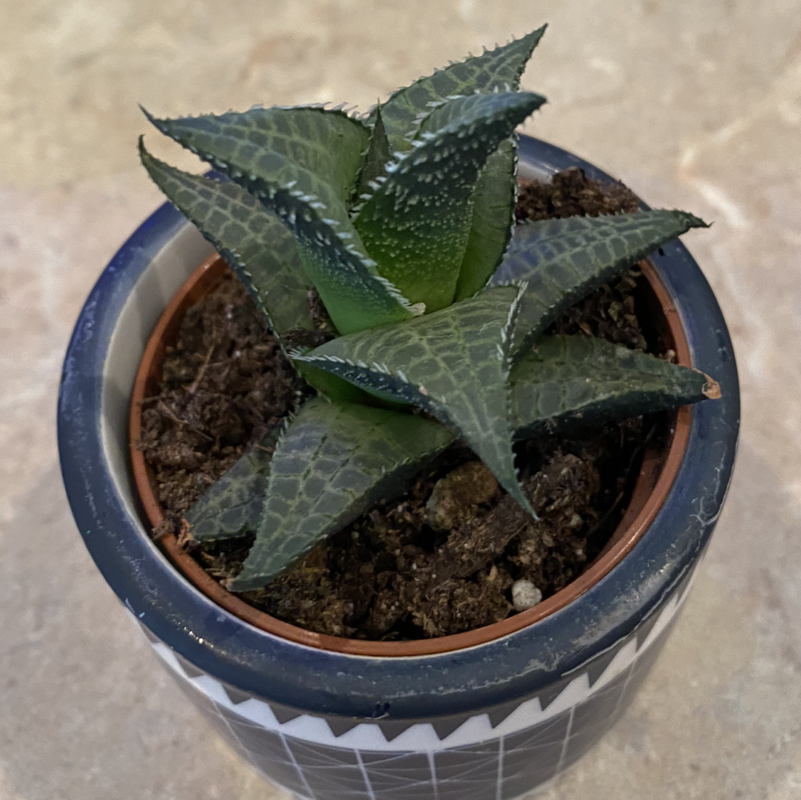 Haworthia venosa plant in a small pot with visible soil, healthy leaves, and no signs of disease.