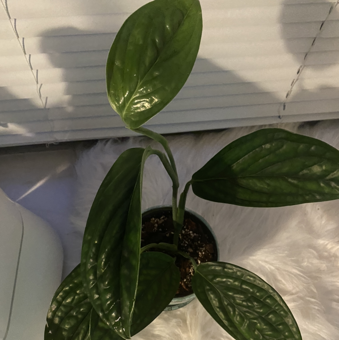 Monstera pinnatipartita plant with healthy green leaves in a pot, soil visible.
