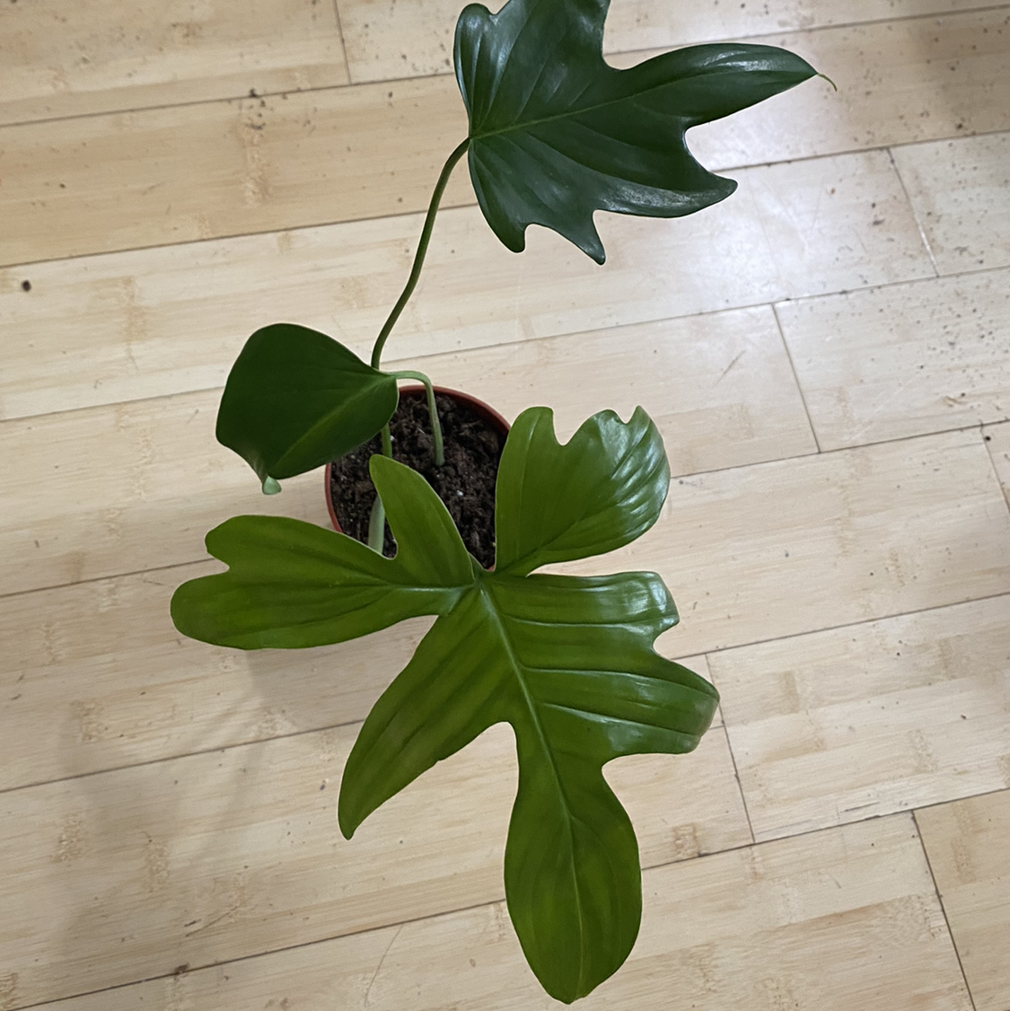 Philodendron Pedatum plant in a pot with healthy green leaves.