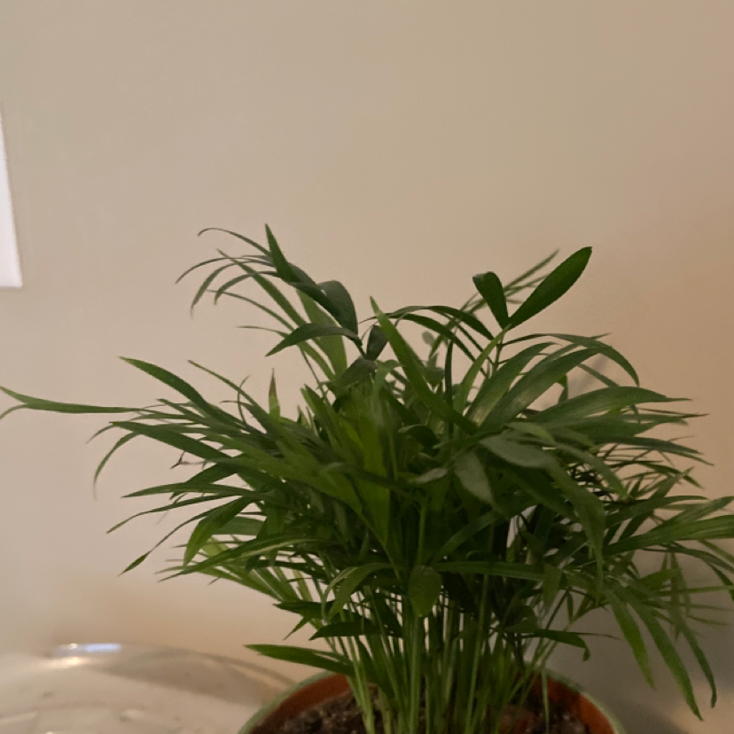 Parlour Palm plant photo by @baileytaylor named Walt on Greg, the plant care app.