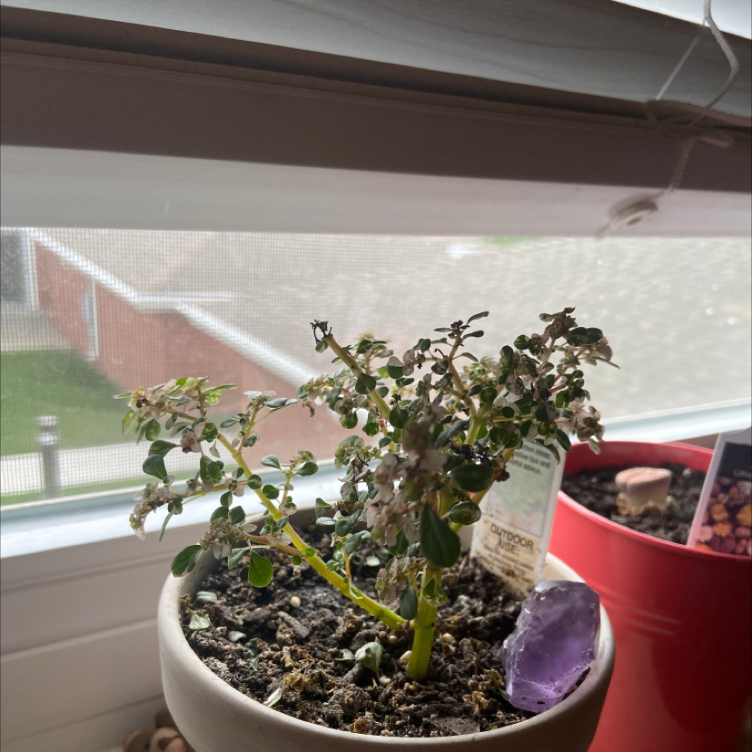 Rockweed plant photo by @baileytaylor named Mochi on Greg, the plant care app.