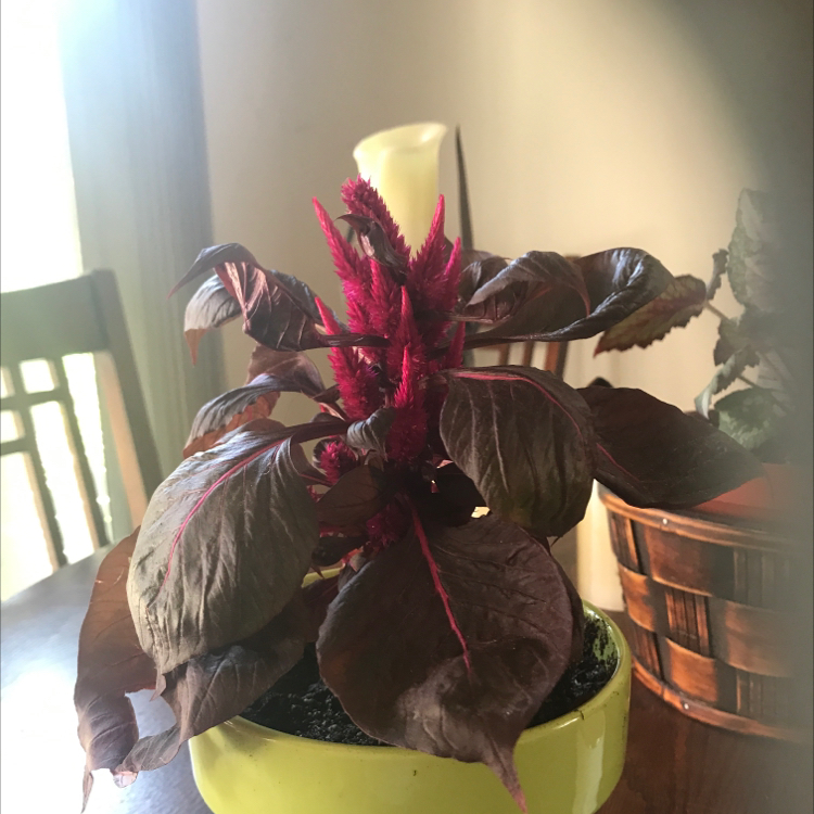Dragon's Breath Celosia plant in a yellow pot with vibrant red flowers and dark leaves.