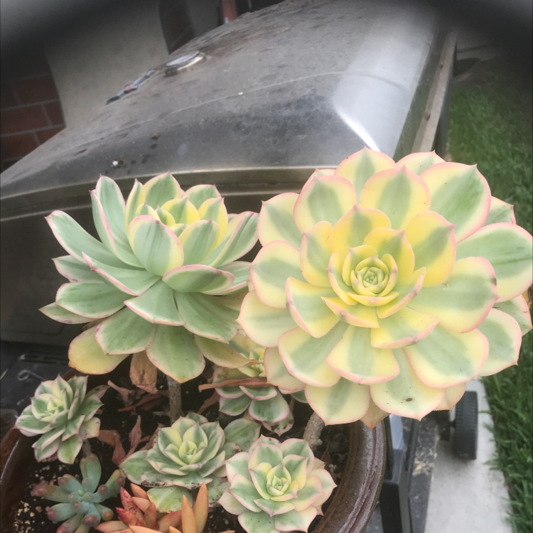 Photo of the plant species Aeonium 'Sunburst' by Shelly named Momma on Greg, the plant care app