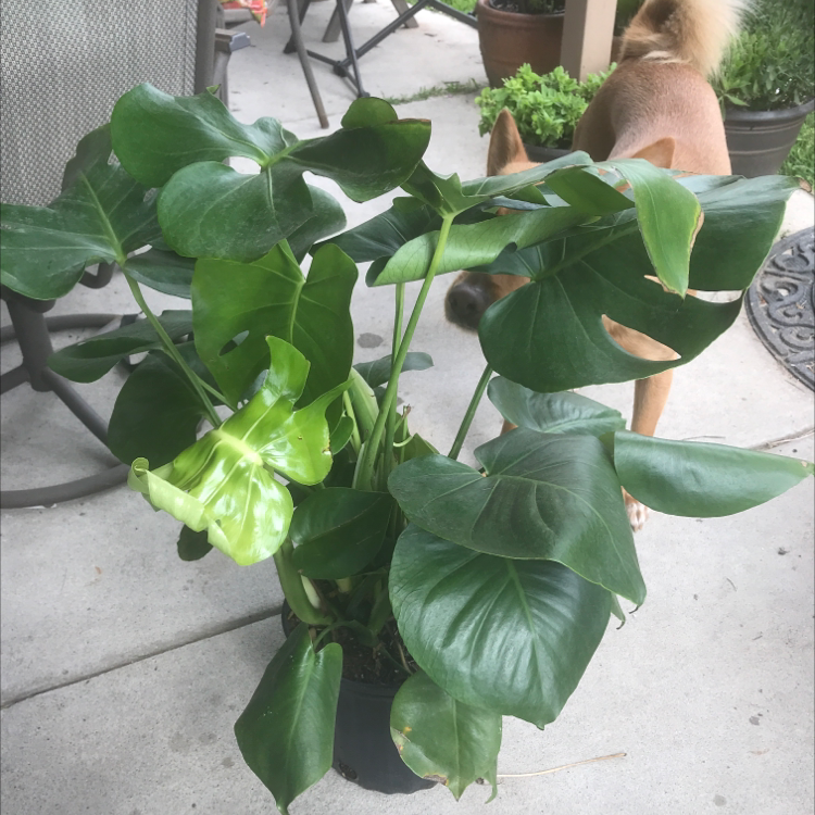 Monstera plant photo by Shelly named Herman on Greg, the plant care app.