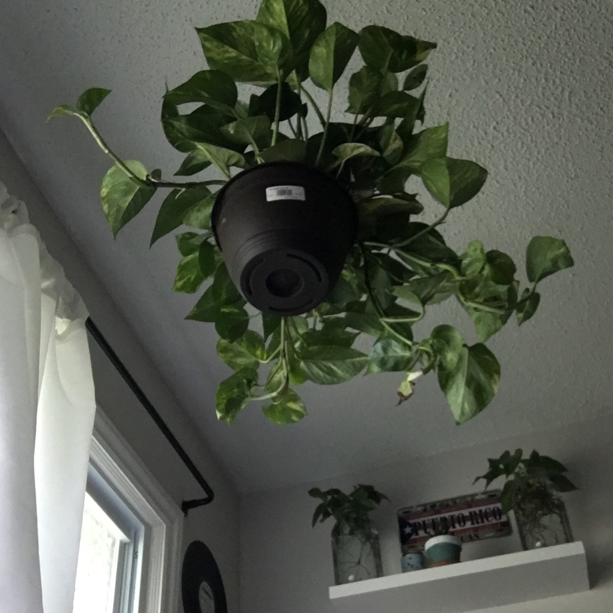 Taro Vine plant photo by Karol named big bertha on Greg, the plant care app.
