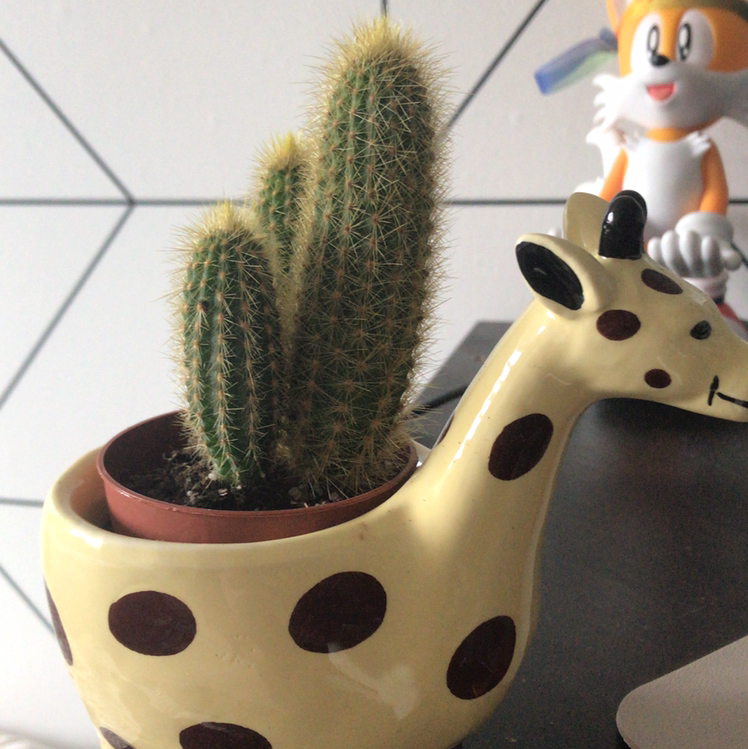 Blue Columnar Cactus plant photo by @Charlemont named Kallikrates on Greg, the plant care app.