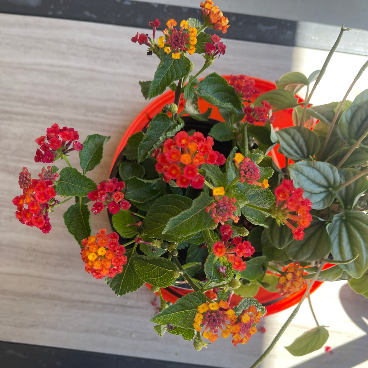 Lantana plant with vibrant red and yellow flowers in a pot, another plant in the background.