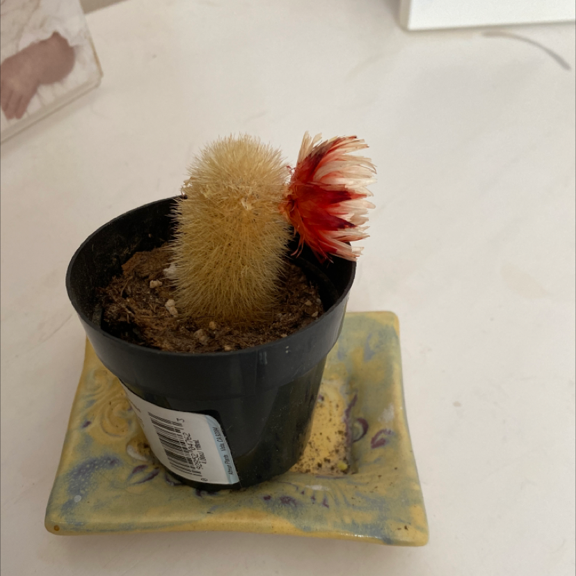 Spiny Pincushion Cactus in a black pot with a red and white flower, placed on a decorative saucer.
