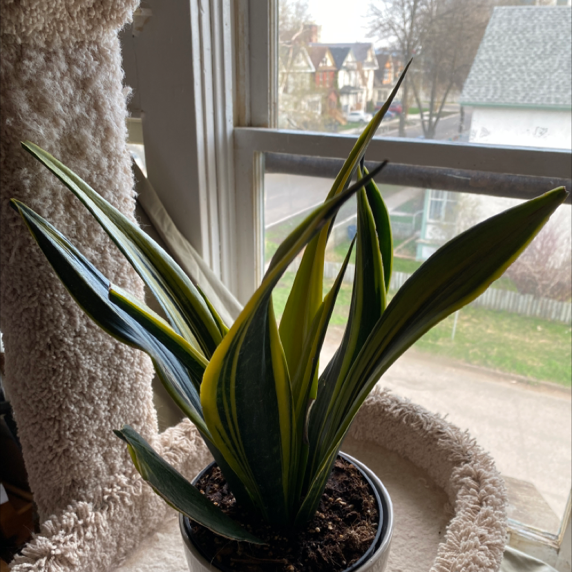 Snake Plant plant photo by @brtabo named Snake Plant on Greg, the plant care app.