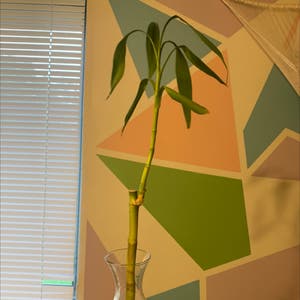 Solid Bamboo plant photo by @Isabella_997 named Drax on Greg, the plant care app.