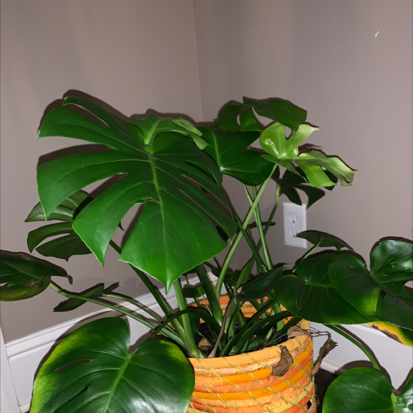 Monstera plant photo by @haley_harris named marshall on Greg, the plant care app.