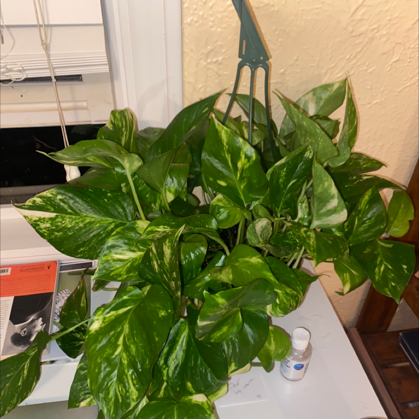 Taro Vine plant photo by @nessa_ledonne named ARLINGTON on Greg, the plant care app.