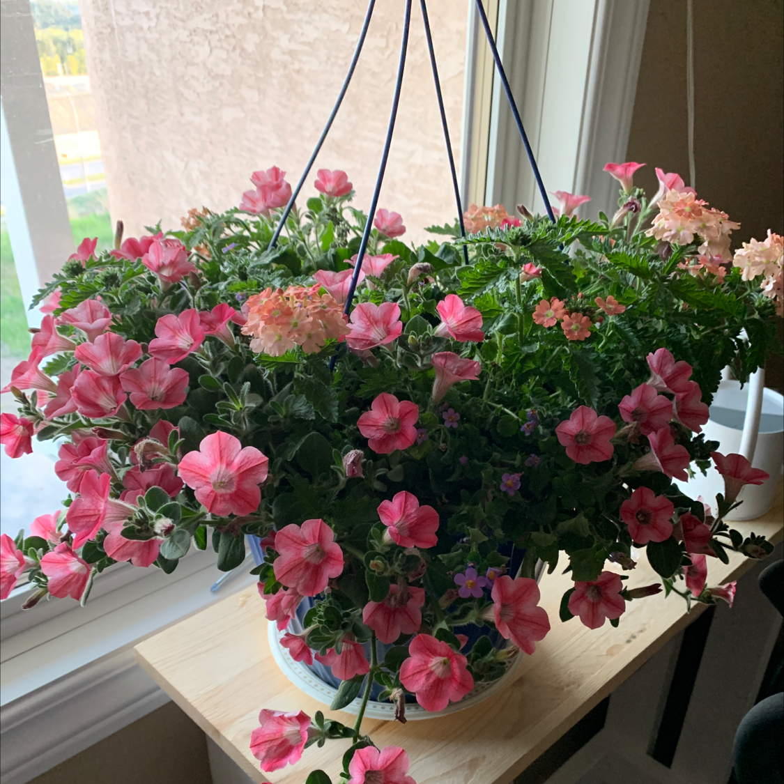 Photo of the plant species Common Verbena by Bourassa named Penelope on Greg, the plant care app