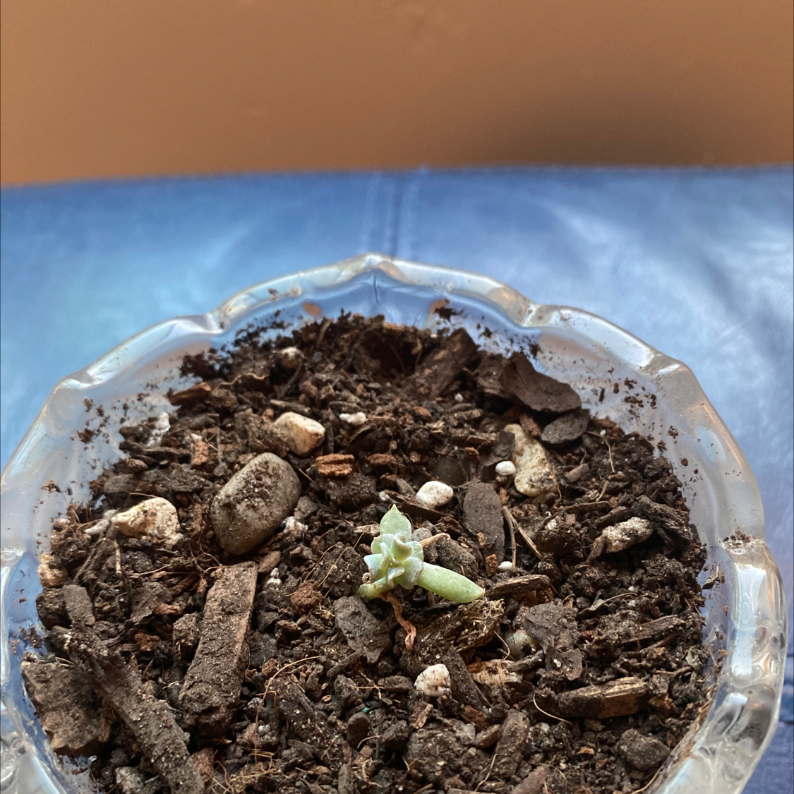 Small Echeveria 'Topsy Turvy' plant in a glass container with visible soil.
