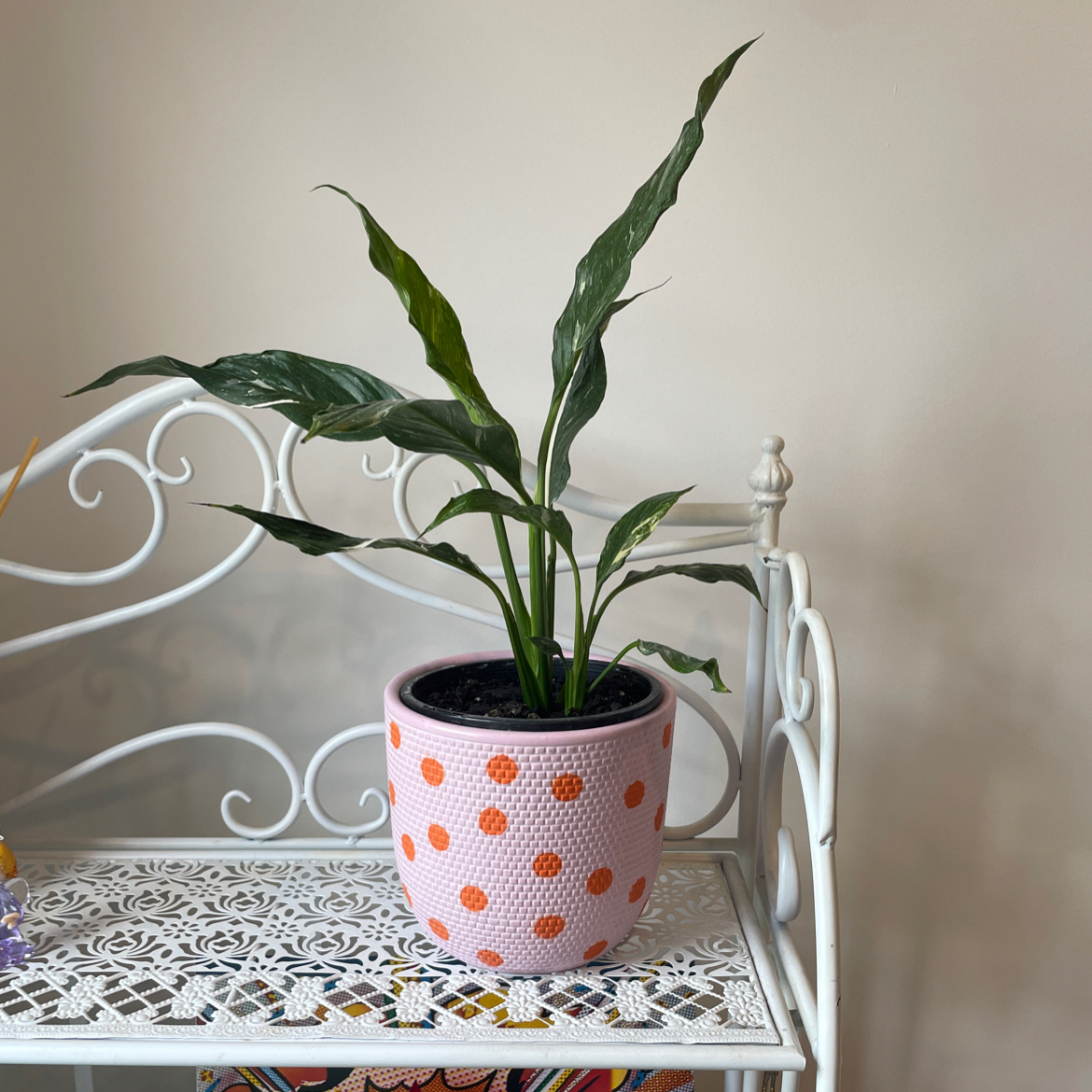 Domino Peace Lily in a pink pot with orange polka dots on a decorative white stand.