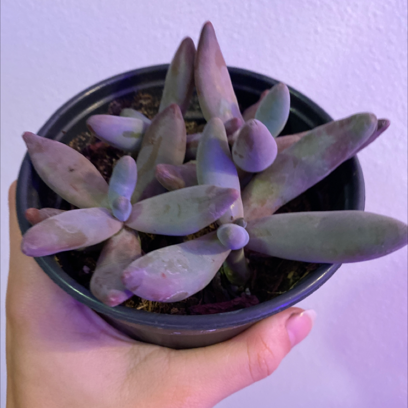 Pachysedum 'Ganzhou' succulent in a pot, held by a hand. Leaves are thick and fleshy with a purple hue.