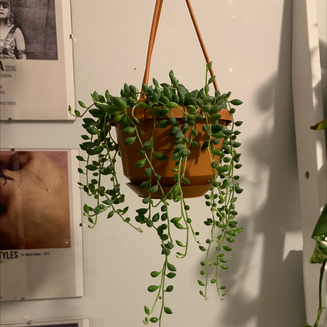 String of Pearls plant photo by @chelseaprme named pearl on Greg, the plant care app.