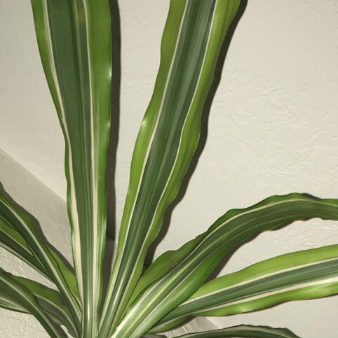 Photo of the plant species Dracaena "Warneckii' by @rora named Jeffery on Greg, the plant care app