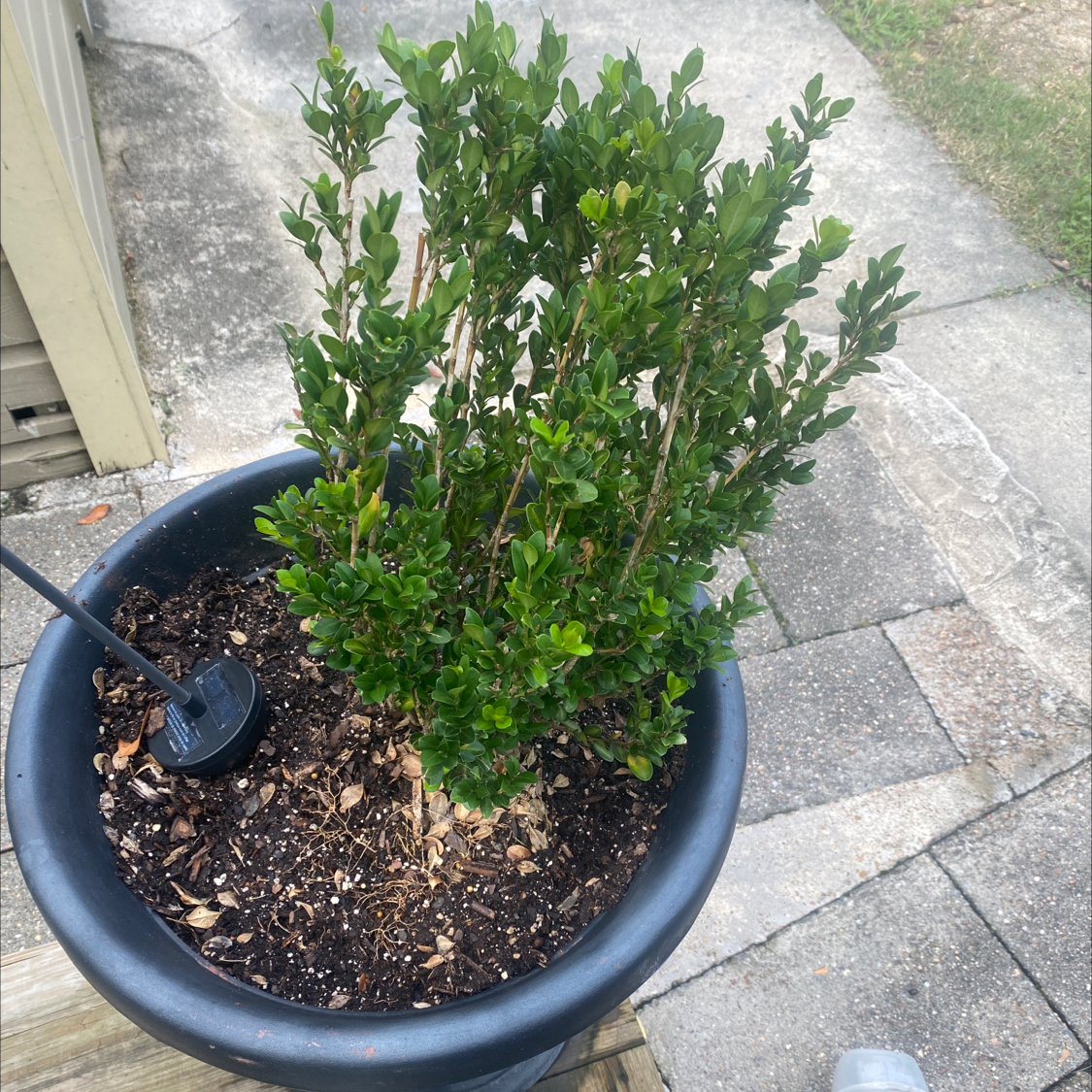 Photo of the plant species Common Boxwood by @arbor2222 named Tupot amaroot on Greg, the plant care app