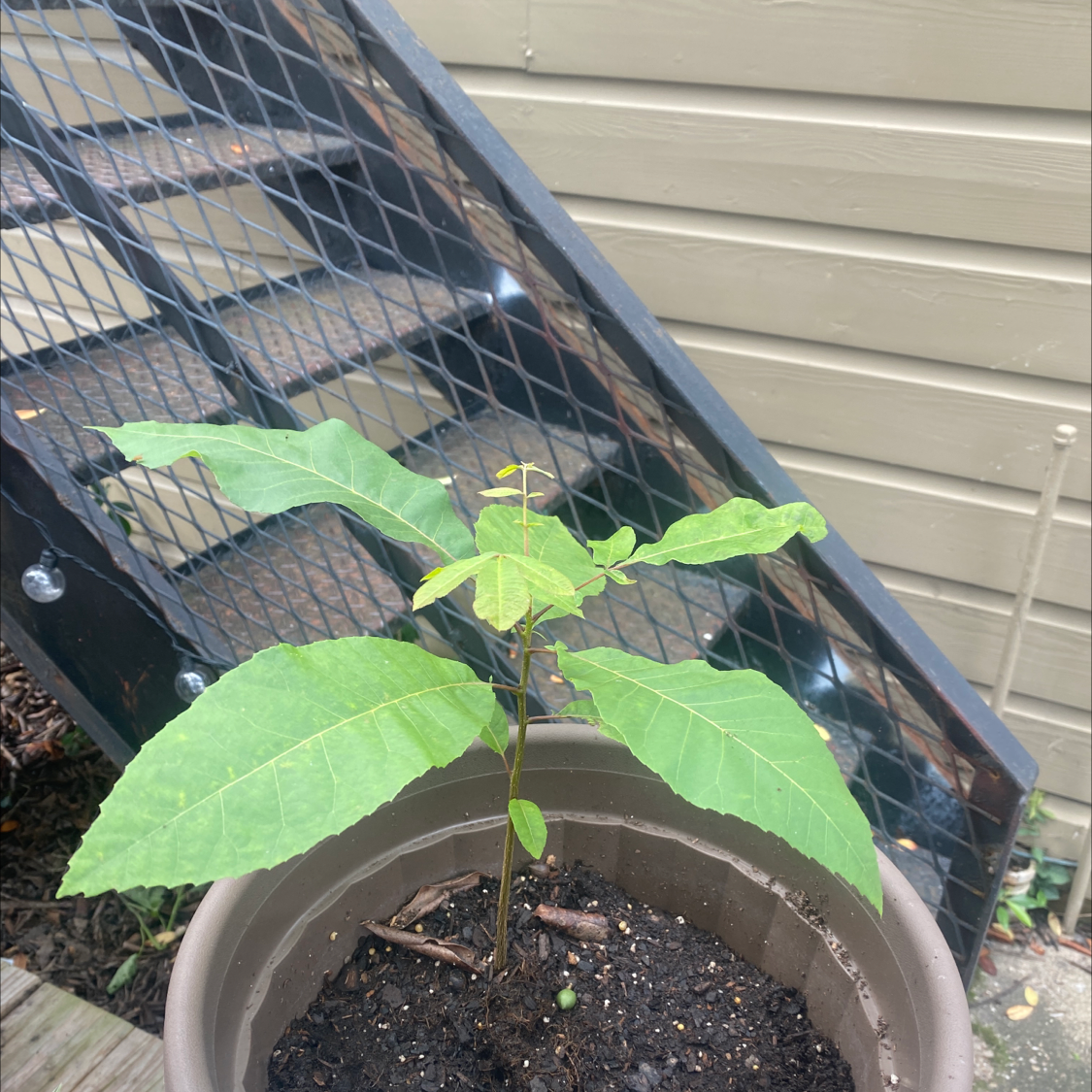 Young Black Walnut plant in a pot with healthy green leaves.