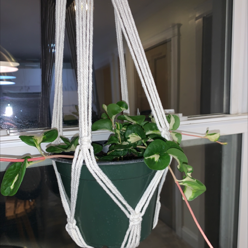 Variegated Vinca Vine plant in a hanging pot with green and white leaves.