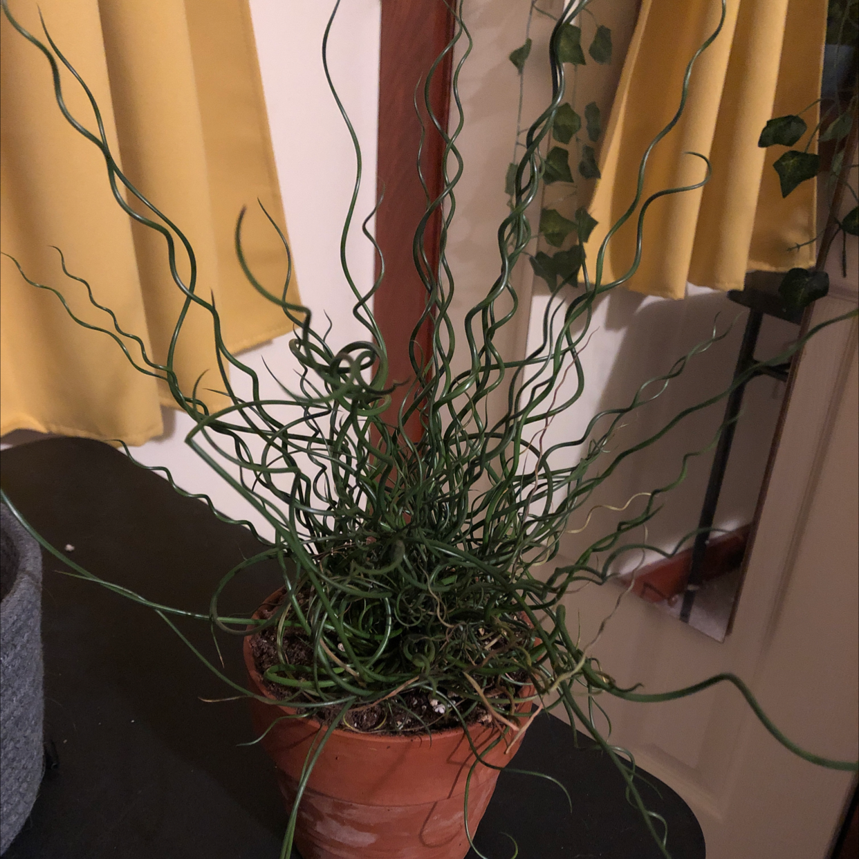 Potted Common Rush plant with curly green leaves on a dark surface indoors.