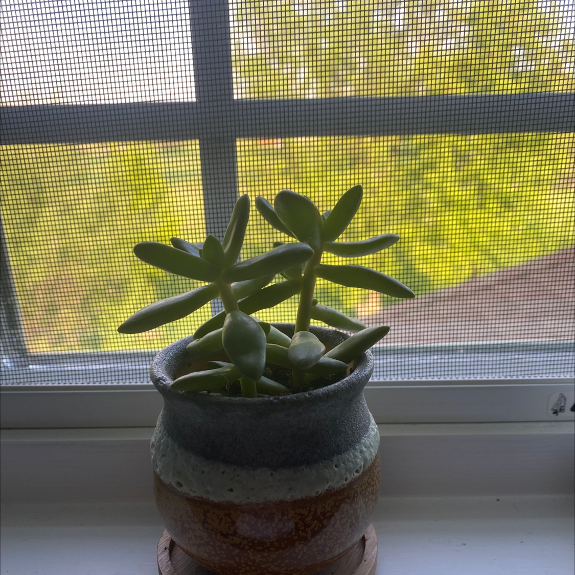 Healthy Pig's Ear succulent in a pot on a windowsill with a mesh screen background.