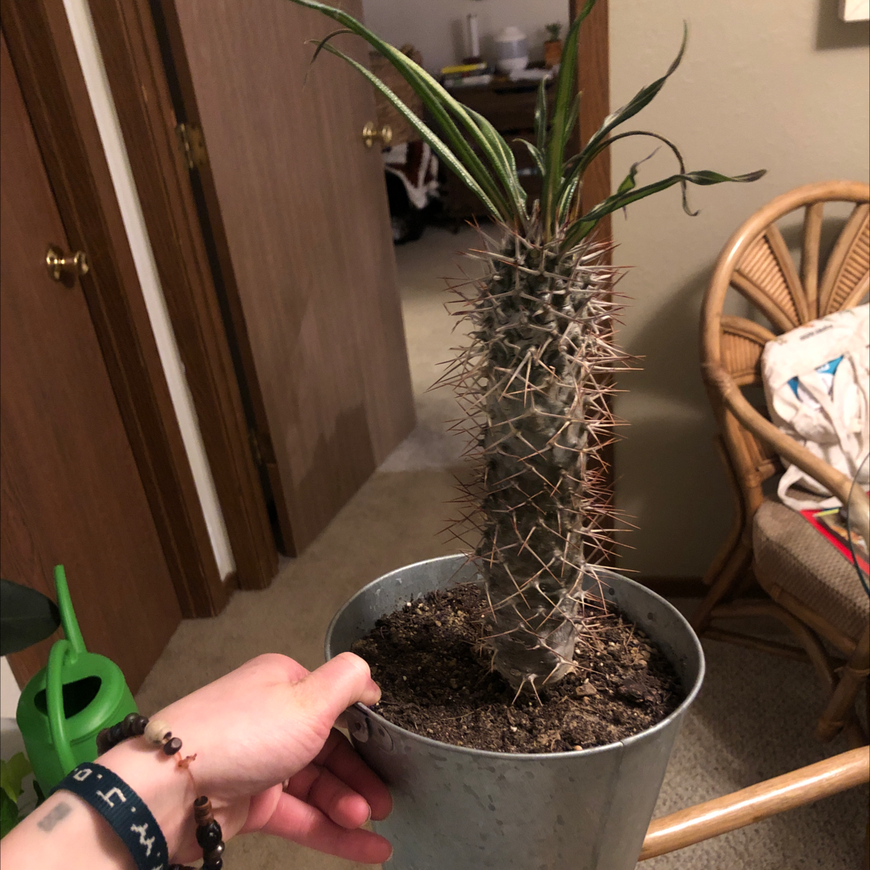 Madagascar Palm (Pachypodium lamerei) in a metal pot, held by a hand, with visible soil.