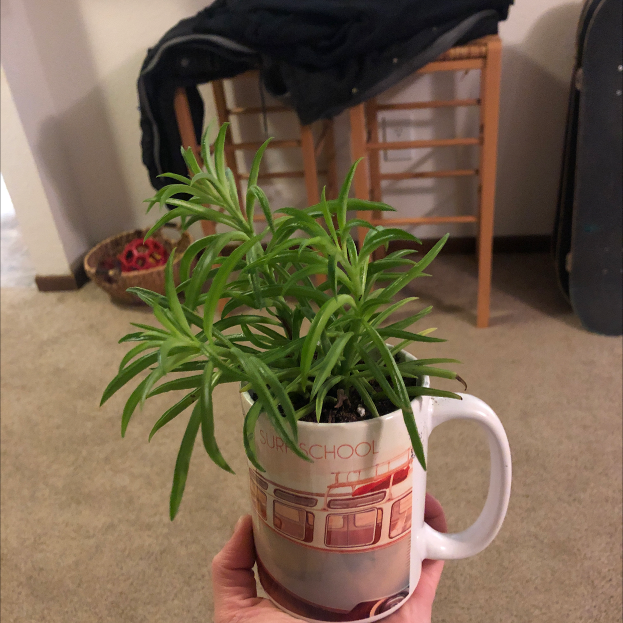 Pincushion Peperomia plant in a mug, held by a hand, appears healthy.